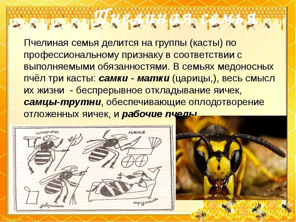 Трутень — это… пчелиный трутень: особенности строения, роль в пчелиной семье