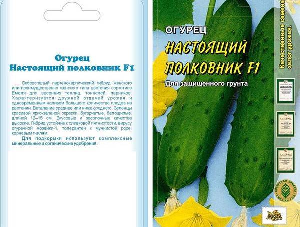 Настоящий отзывы. Сорт огурцов полковник. Огурцы настоящий полковник описание сорта. Огурец настоящий полковник f1. Огурец полковник описание сорта.