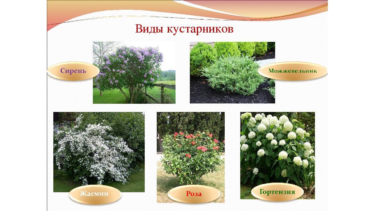 8 лучших декоративных кустарников, цветущих весной. описание, сорта, фото — ботаничка.ru
