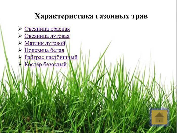 Овсяница красная для газона: описание газонной травы, смесь с мятликом луговым, отзывы, фото