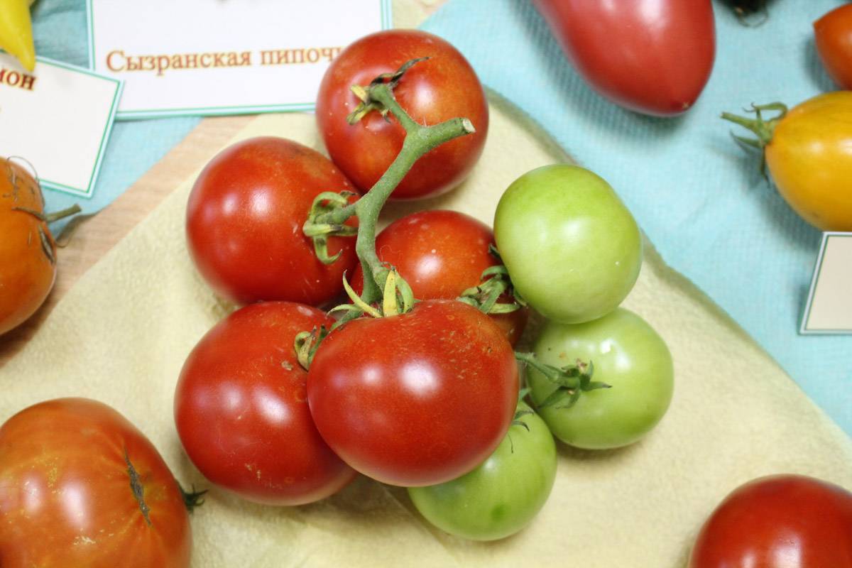 Описание раннеспелого и урожайного томата Уникальный Кульчицкого