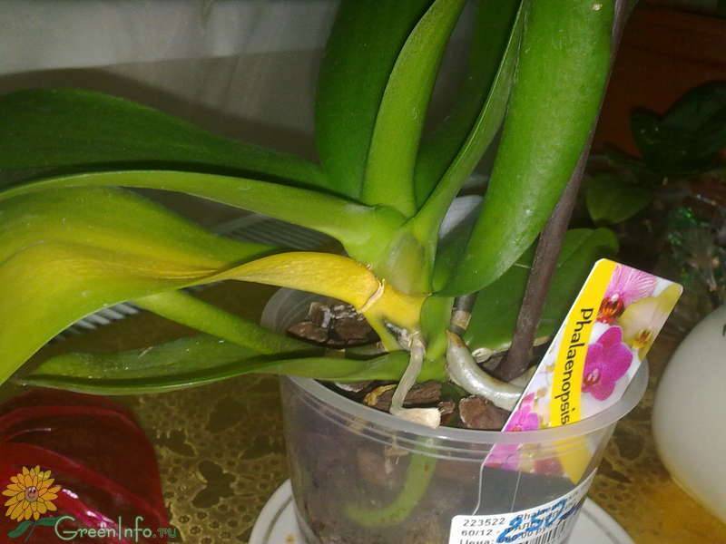 Почему пожелтели и сохнут листья у орхидеи: причины, что делать — selok.info
