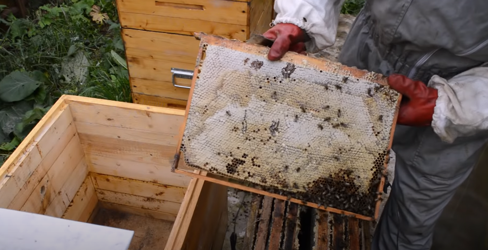 Разведение пчел как бизнес в 2021 — vipidei.com