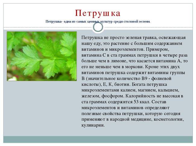 Чем обработать лук на грядке, чтобы не желтело перо