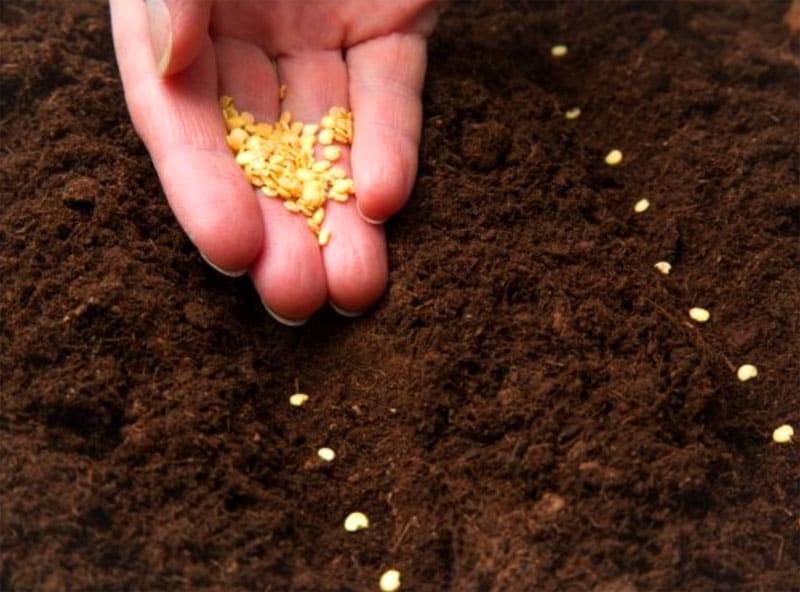 Подготовка семян огурцов к посеву в открытый грунт: как правильно, чем обрабатывать