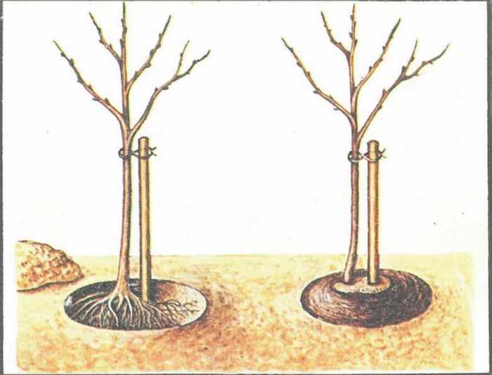 Правила подготовки ямы для посадки яблони весной и осенью: размеры, глубина, удобрения