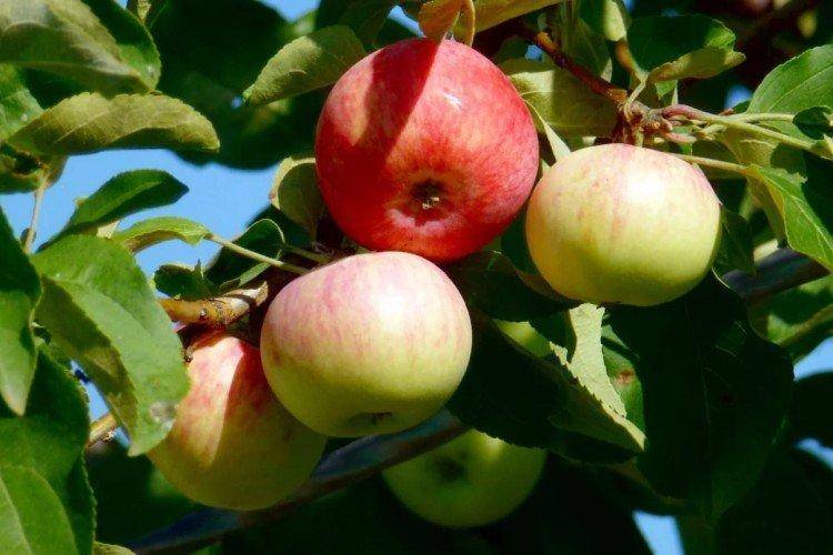 Яблоня пепин шафранный: описание сорта, фото, отзывы