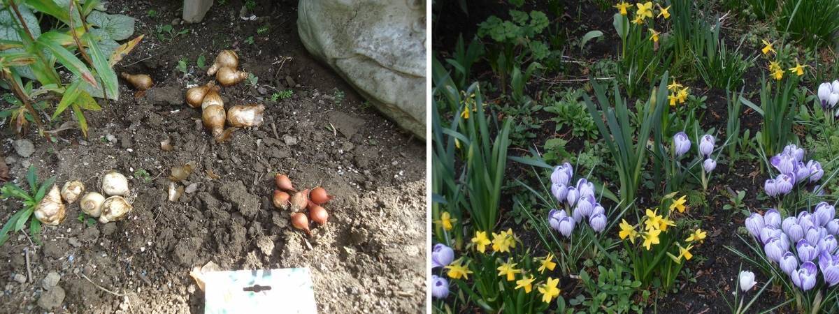 Нарциссы: посадка, выращивание и уход в открытом грунте и в домашних условиях, почему не цветут