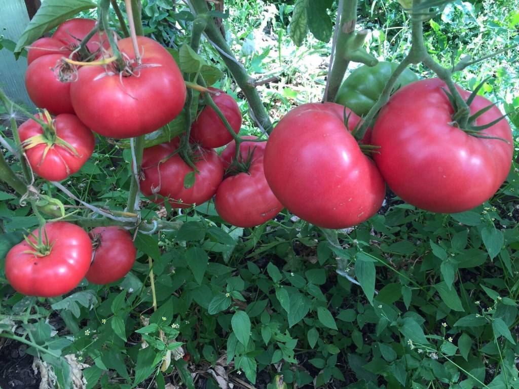 Самые лучшие томаты от коллекционеров на 2022 год