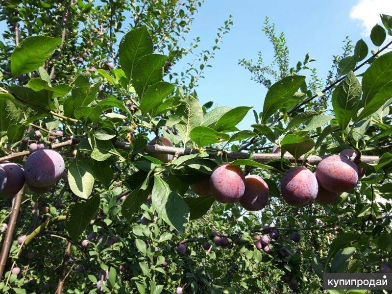 Слива кабардинская описание. Слива сорт Кабардинка. Слива Кабардинка дерево.