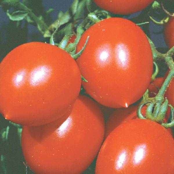 Лучшие сорта красных и желтых томатов черри для разных регионов страны: с фото и описанием. низкорослые и высокорослые томаты черри — лучшие сорта