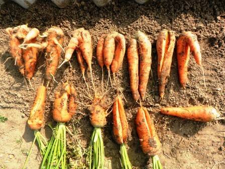 Почему вянет морковь на грядке и как это предотвратить?