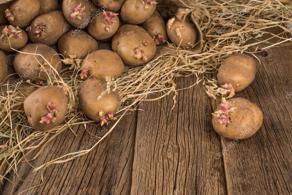 Семена картофеля: как выглядят, когда сажать на рассаду, сроки, сколько всходят