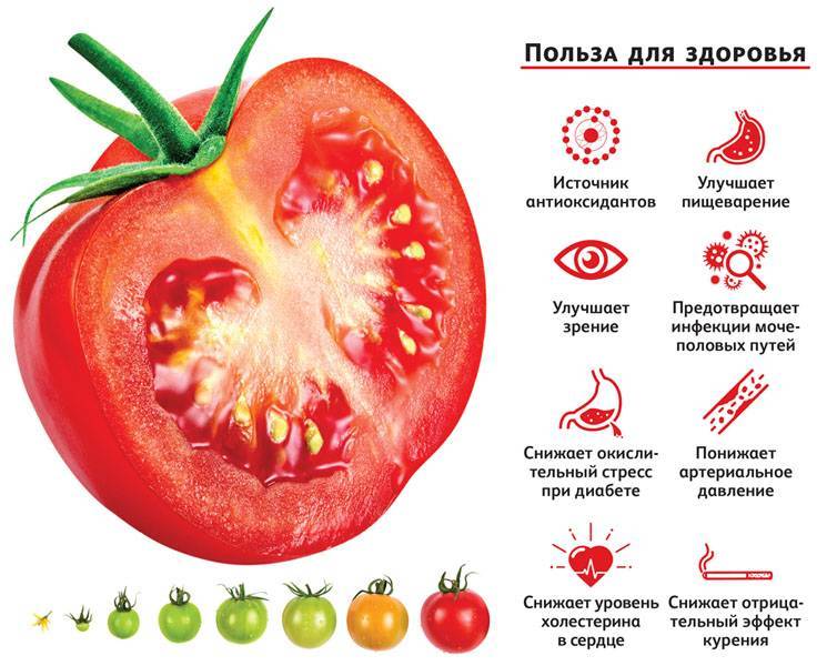 Польза и вред красных помидор для организма, состав, калорийность
