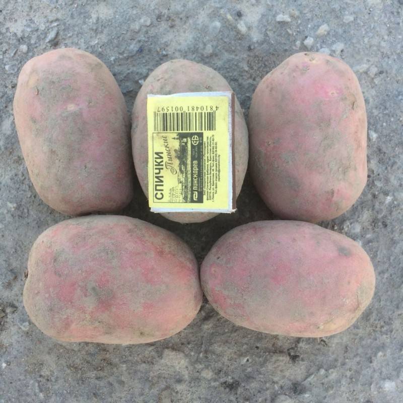 Обзор характеристик и описание сорта картофеля ред скарлет, выращивание и уход