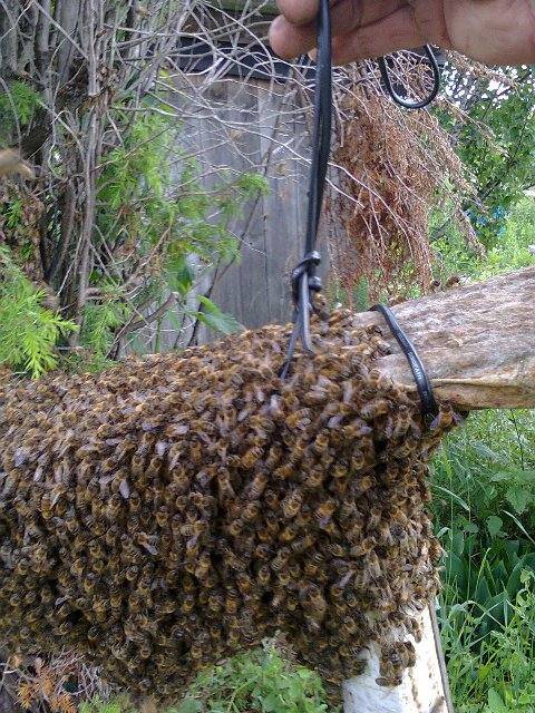 Надежные ловушки для роев пчел