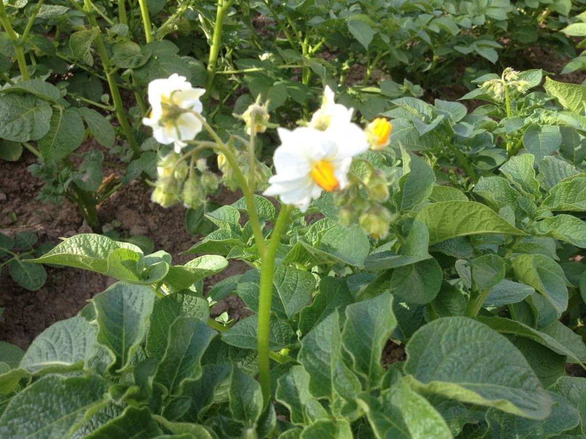 Нужно ли обрывать цветы у картофеля во время цветения, и зачем дачники это делают
