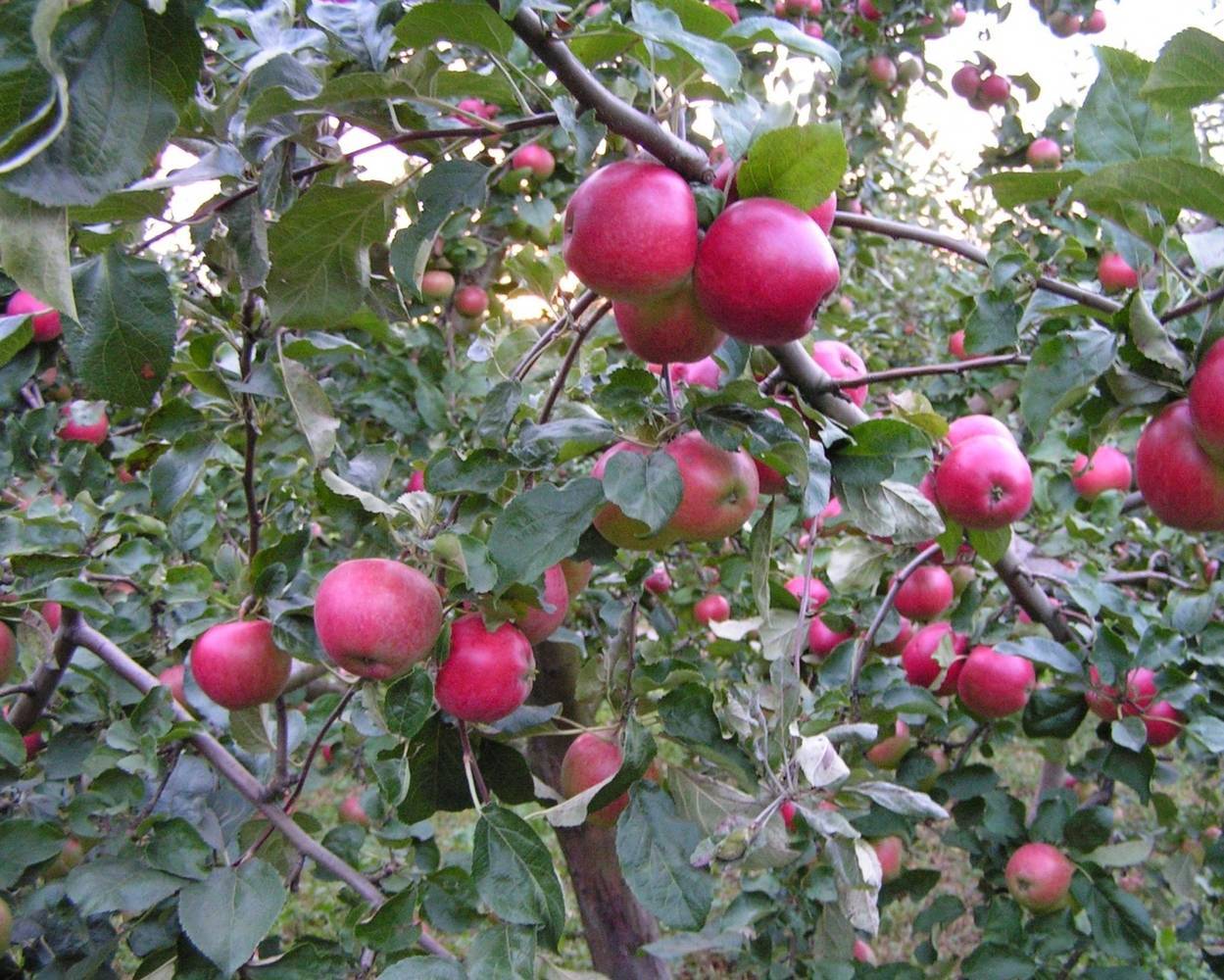Яблоня веньяминовское: описание сорта, посадка, уход и отзывы