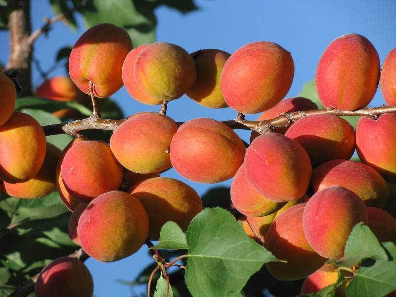 Сорта крупных абрикосов