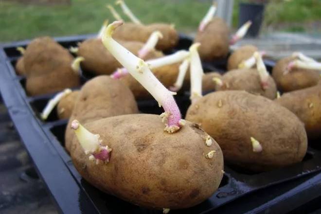 Как вырастить картофель из семян. семена картофеля.
