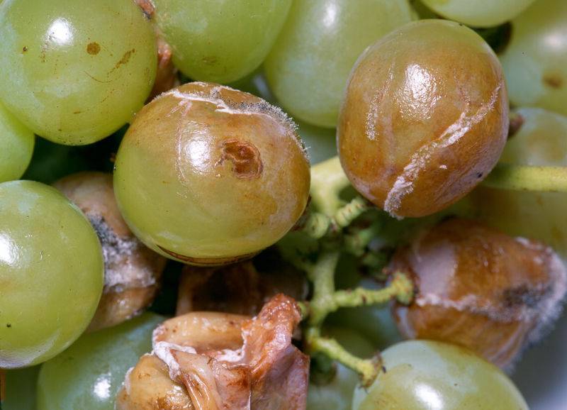 Серая гниль на винограде и другие виды: фото, почему гниют ягоды прямо на кусте, чем и когда обработать кисти, чем лечить? selo.guru — интернет портал о сельском хозяйстве
