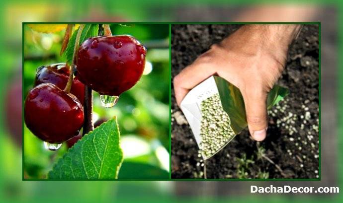 Подкормка вишни: чем подкормить после сбора урожая, во время созревания