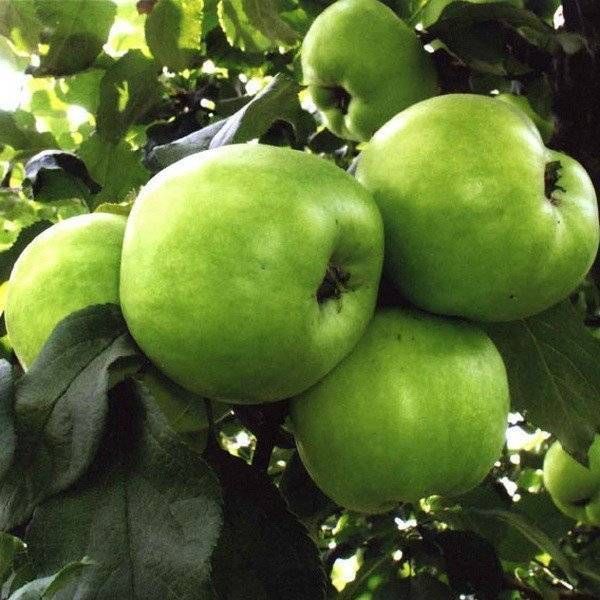 Характеристика яблони татьянин день: описание сорта. характеристика яблони татьянин день: описание сорта