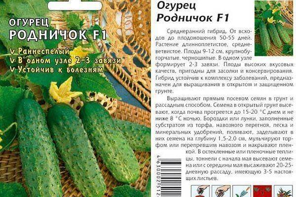 Огурец седрик (f1): описание гибрида, инструкция по его выращиванию, преимущества и недостатки