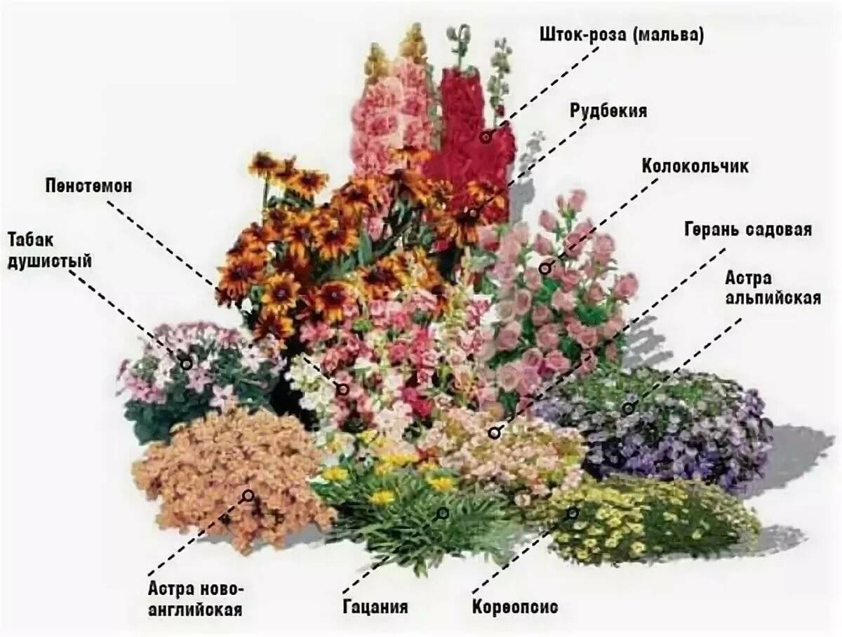 Клумба непрерывного цветения из многолетников: схемы, как сделать, фото