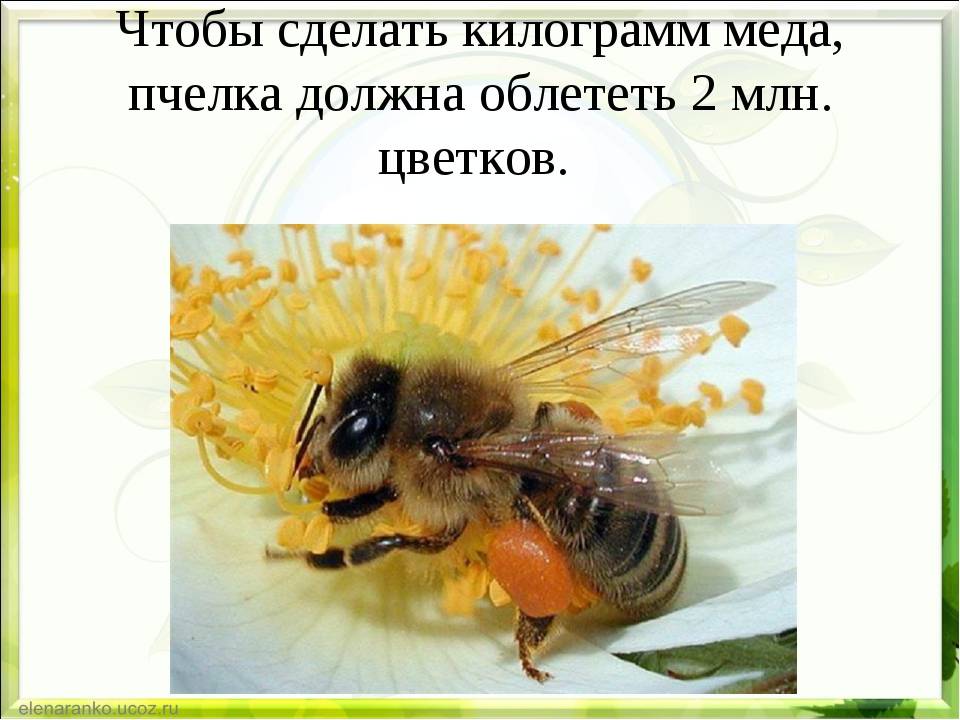 По рецепту йориша. как борисовские пчёлы делают мёд из овощных соков и сыворотки. белпресса