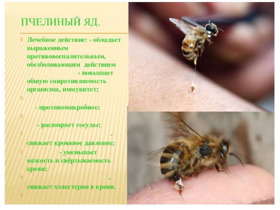 Препараты на основе яда пчел: таблетки, уколы на основе пчелиного яда в ампулах