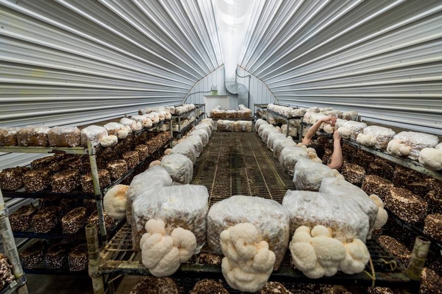 Выращивание грибов в теплице: как собирать урожай круглый год