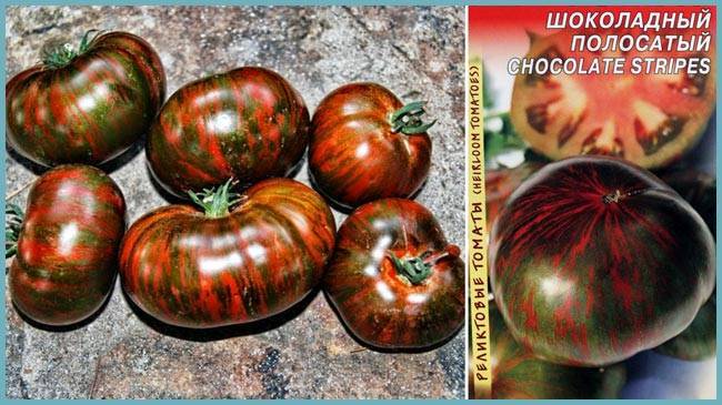 Характеристика томата полосатый шоколад: отзывы и фото