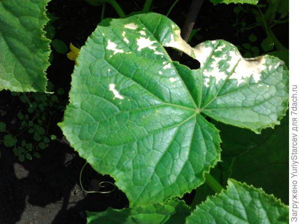Белые пятна на листьях огурцов: причины появления, как бороться и чем лечить