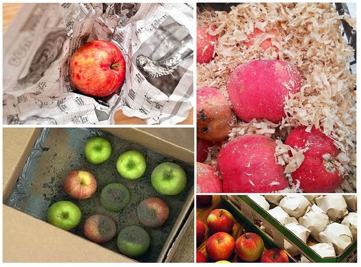 Руководство для садовода: какие хранящиеся до весны зимние сорта яблок можно вырастить?