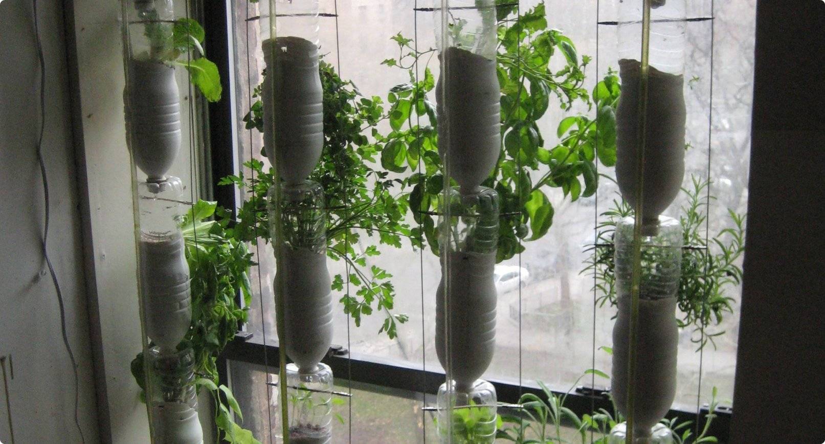 Выращивание огурцов на балконе, пошагово, 30 фото