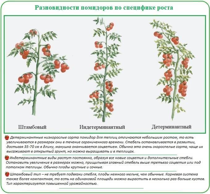 О помидорах сибирских: описание и характеристики сорта, посадка и уход