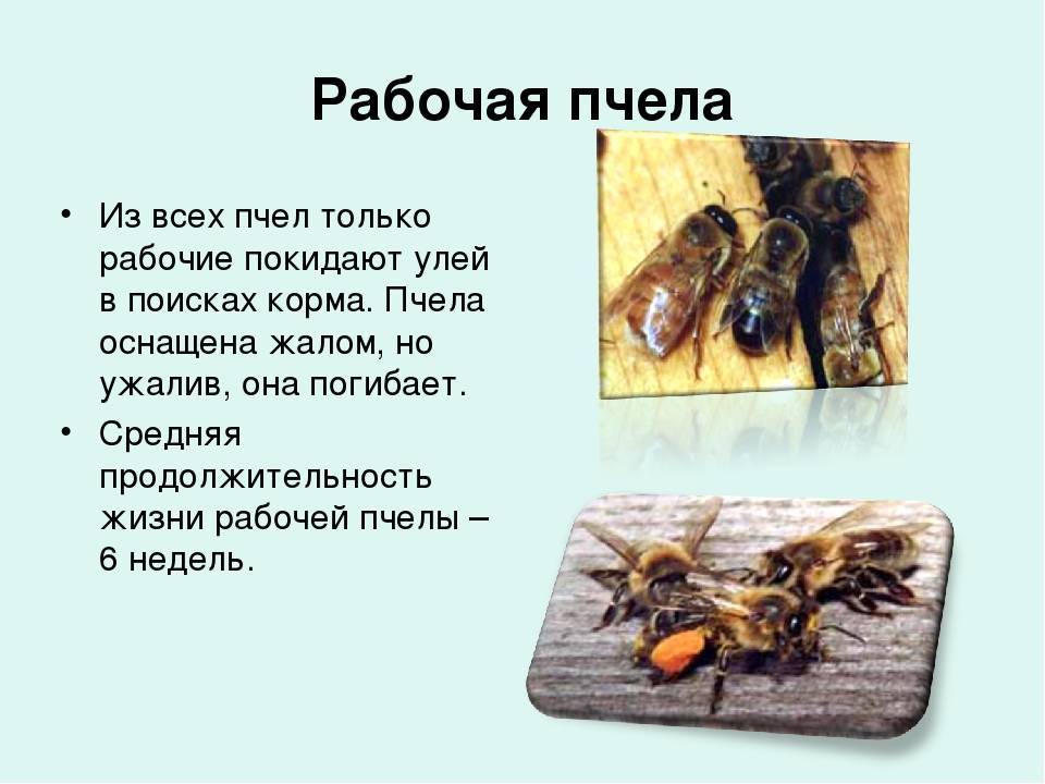 Сколько живет пчела