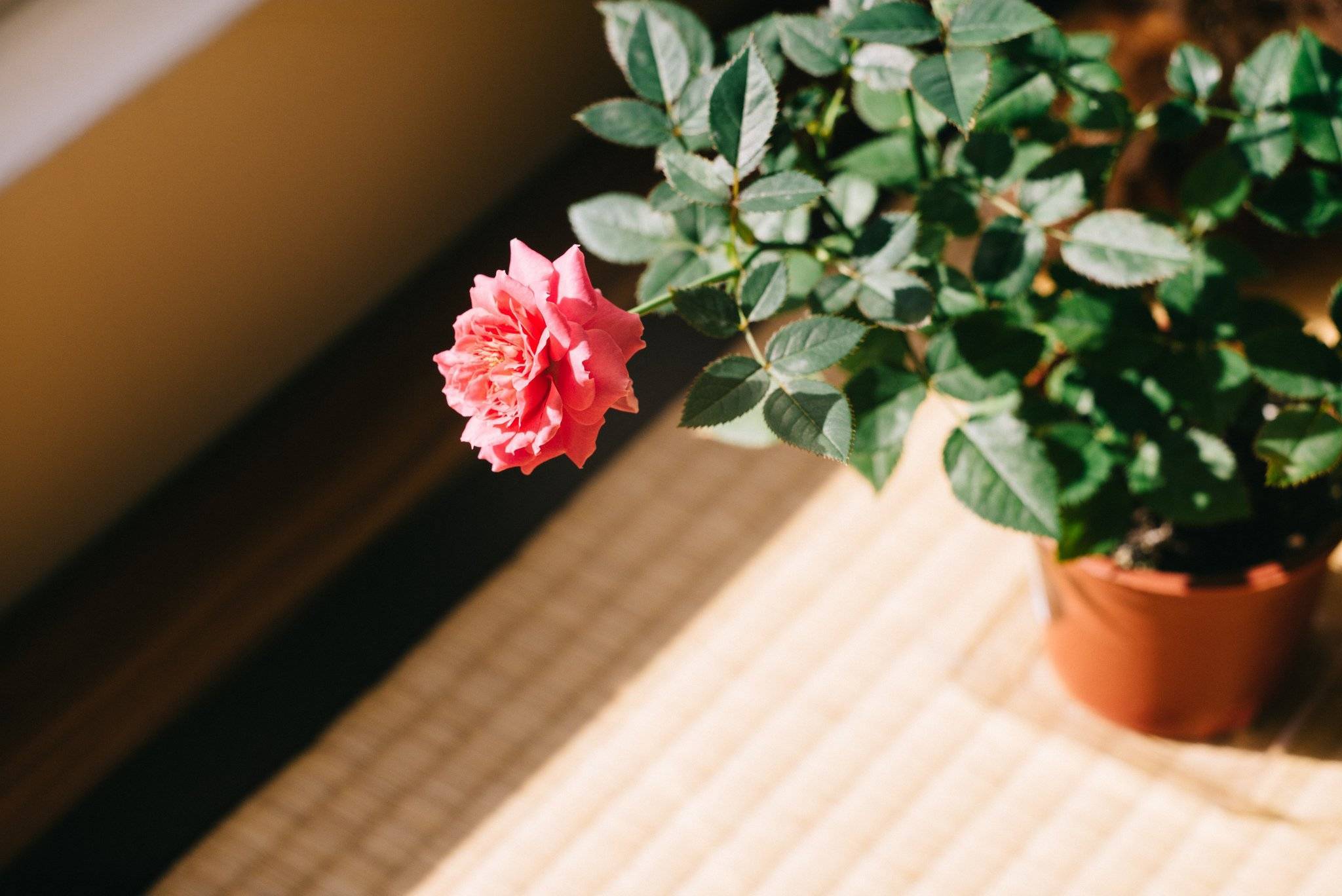 Комнатная роза: уход и выращивание в домашних условиях, сорта и болезни | клуб цветоводов