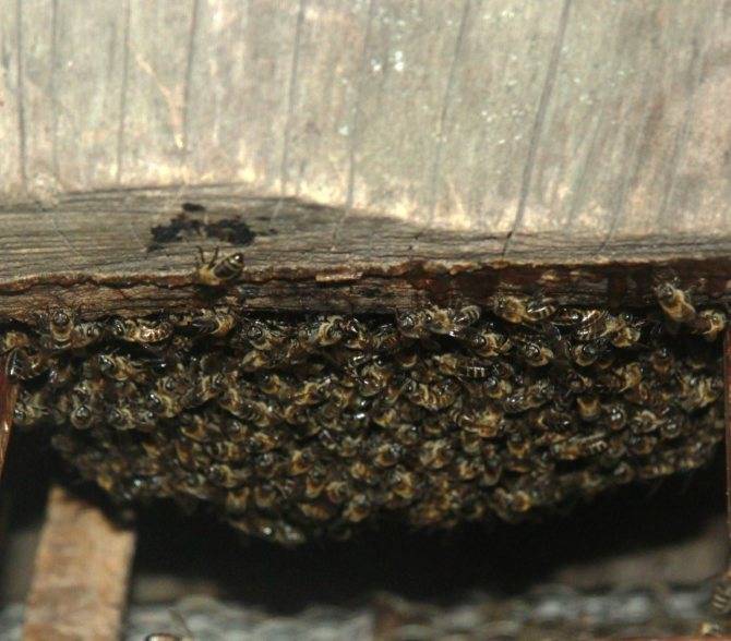 Необычная добыча мёда – бортничество
