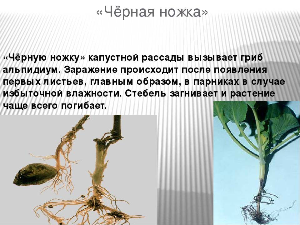 Черная нога текст. Чёрную ножку капусты (Olpidium brassicae. Черная ножка капусты гриб. Черная ножка белокочанной капусты. Чёрная ножка у рассады капусты.