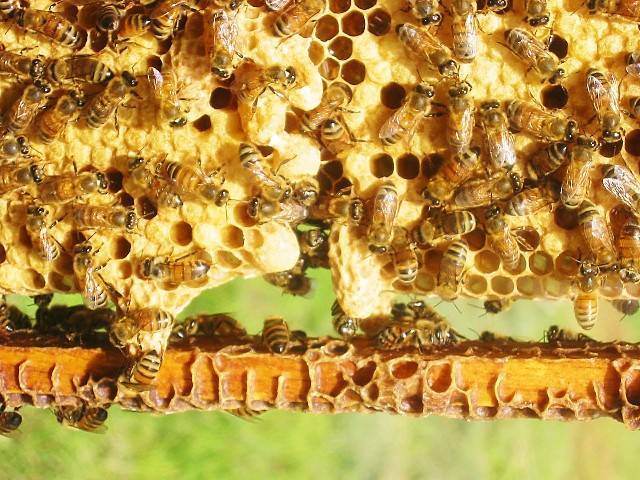 Выстраивание маточников пчелами