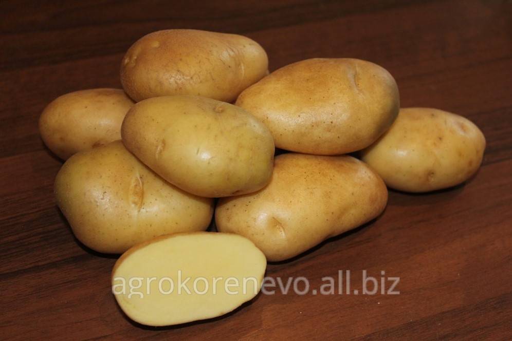 Картофель гулливер: описание сорта, фото, отзывы