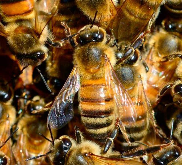 Порода пчел бафкаст: описание и уход
