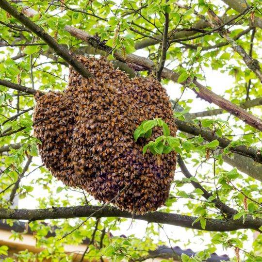 Роение пчел: причины, как и когда просходит, методы борьбы