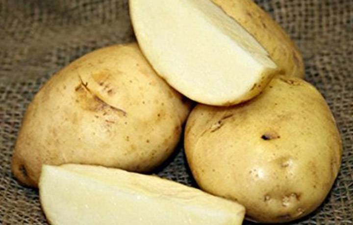 Картофель лилея: описание и характеристика сорта, отзывы