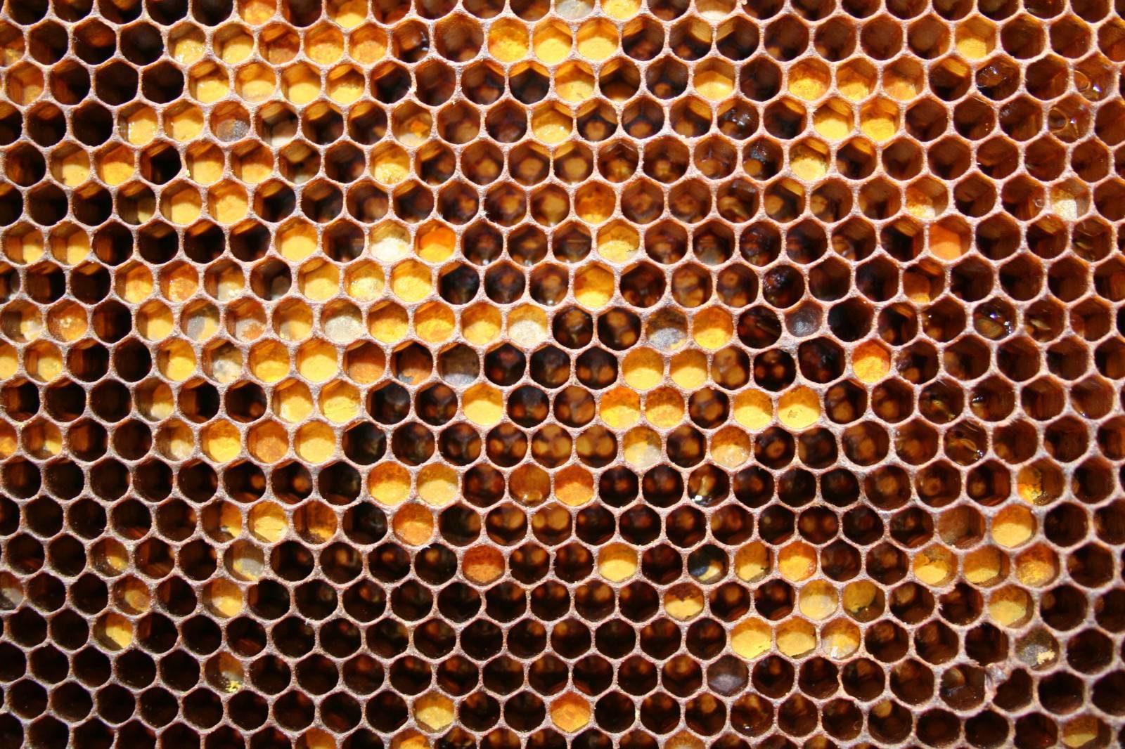 Как пчелы делают соты и полезные свойства медовых сот для организма