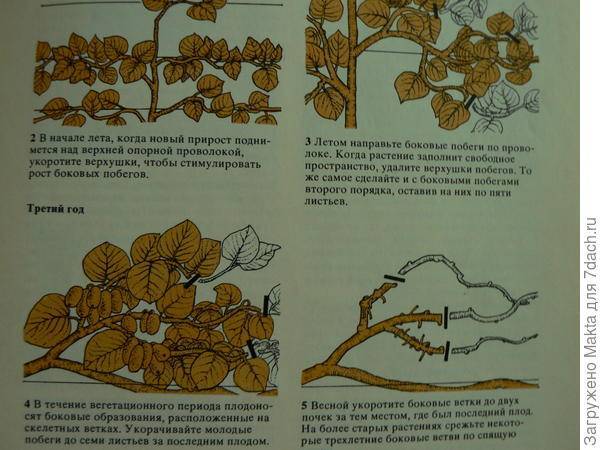 Как вырастить актинидию (киви) из семян в домашних условиях | огородник