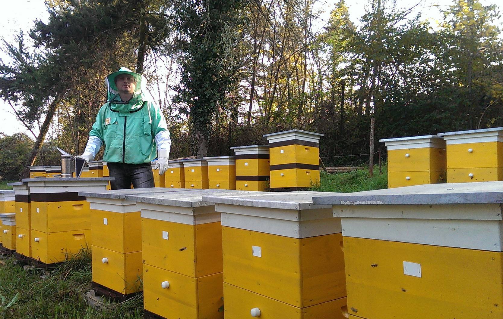 Пчеловодство: от опыленческого придатка к мёдодобывающей отрасли