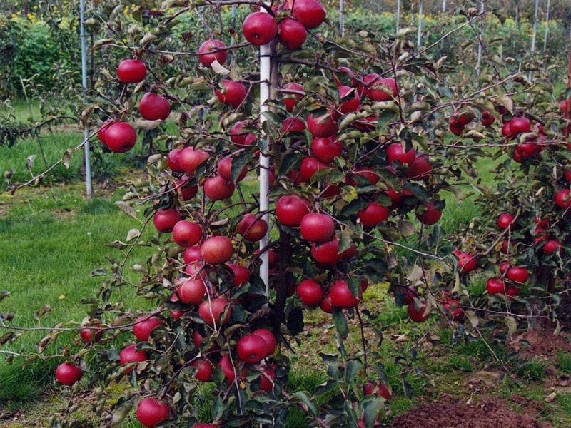 Яблони сорта лобо: посадка и уход selo.guru — интернет портал о сельском хозяйстве
